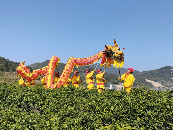 今春第1口鲜！海曙区第5届开茶节启动