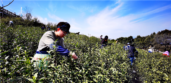 春风又绿天台山，邀你去浙江宁海桑洲镇品茶赏花